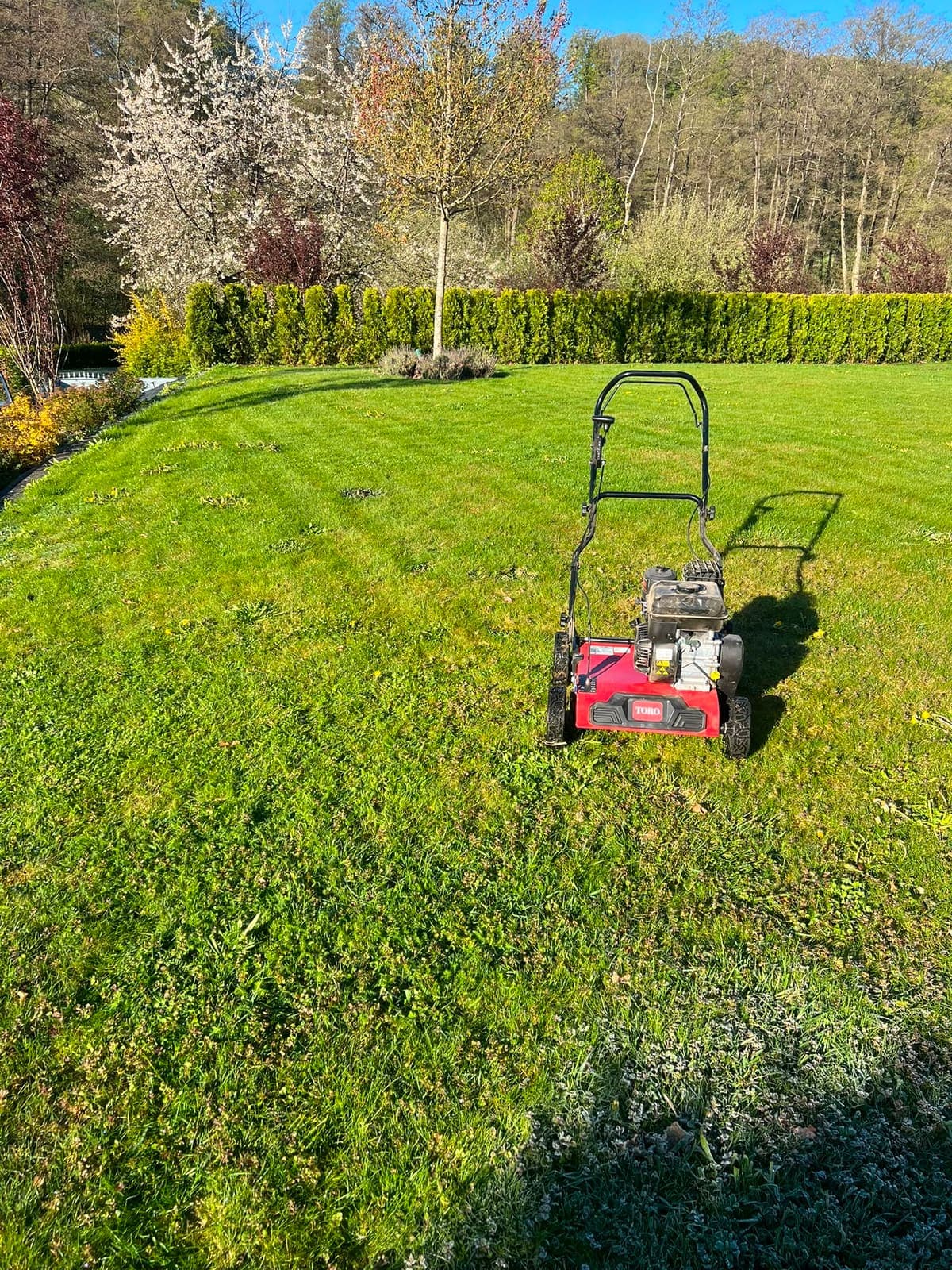 Rasenmähen in Gießen – gepflegte Rasenfläche mit Thujahecke im Frühling